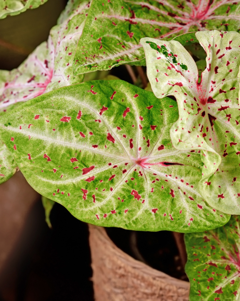 Umtopfen des Caladiums 