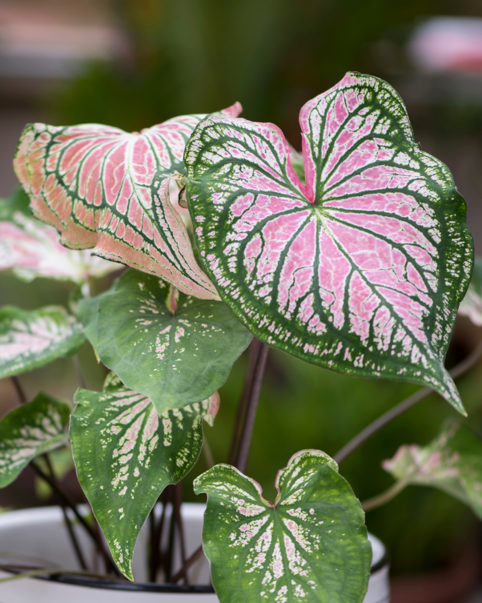 Nahrung for die Caladium