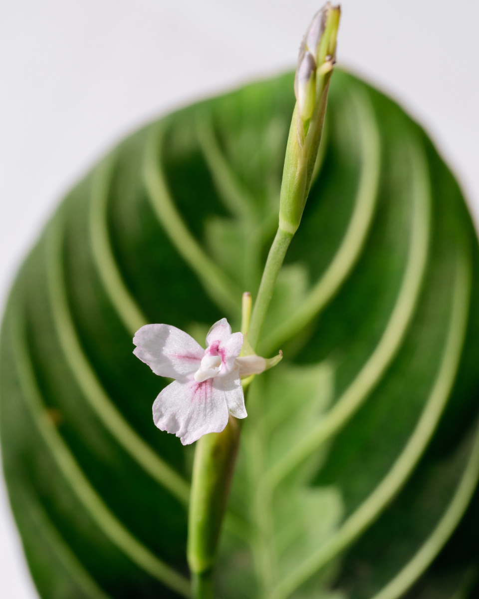 Blumen von die Maranta