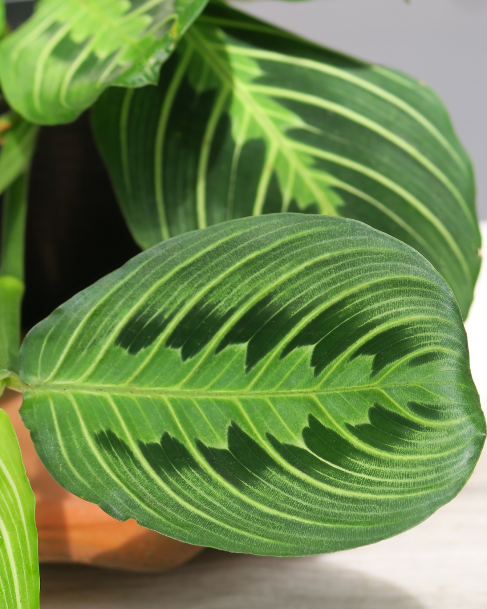 Maranta pflege