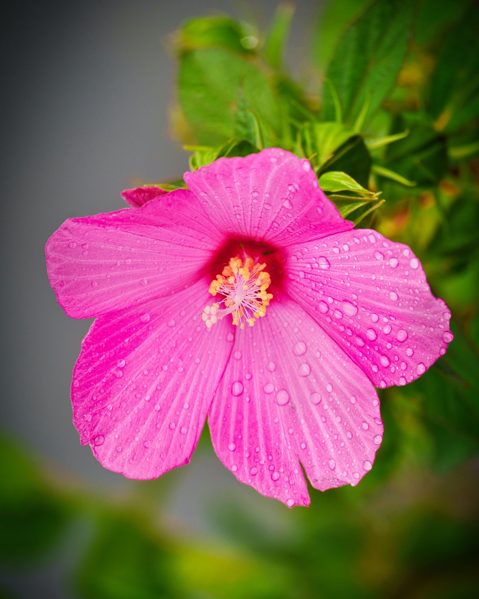 Pflege 123zimmerpflanzen Hibiskus -