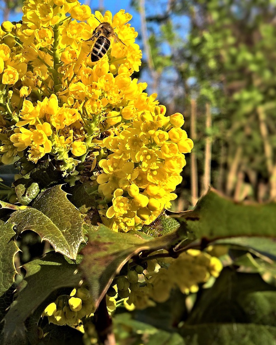 Die Blumen des Mahonie-Strauchs