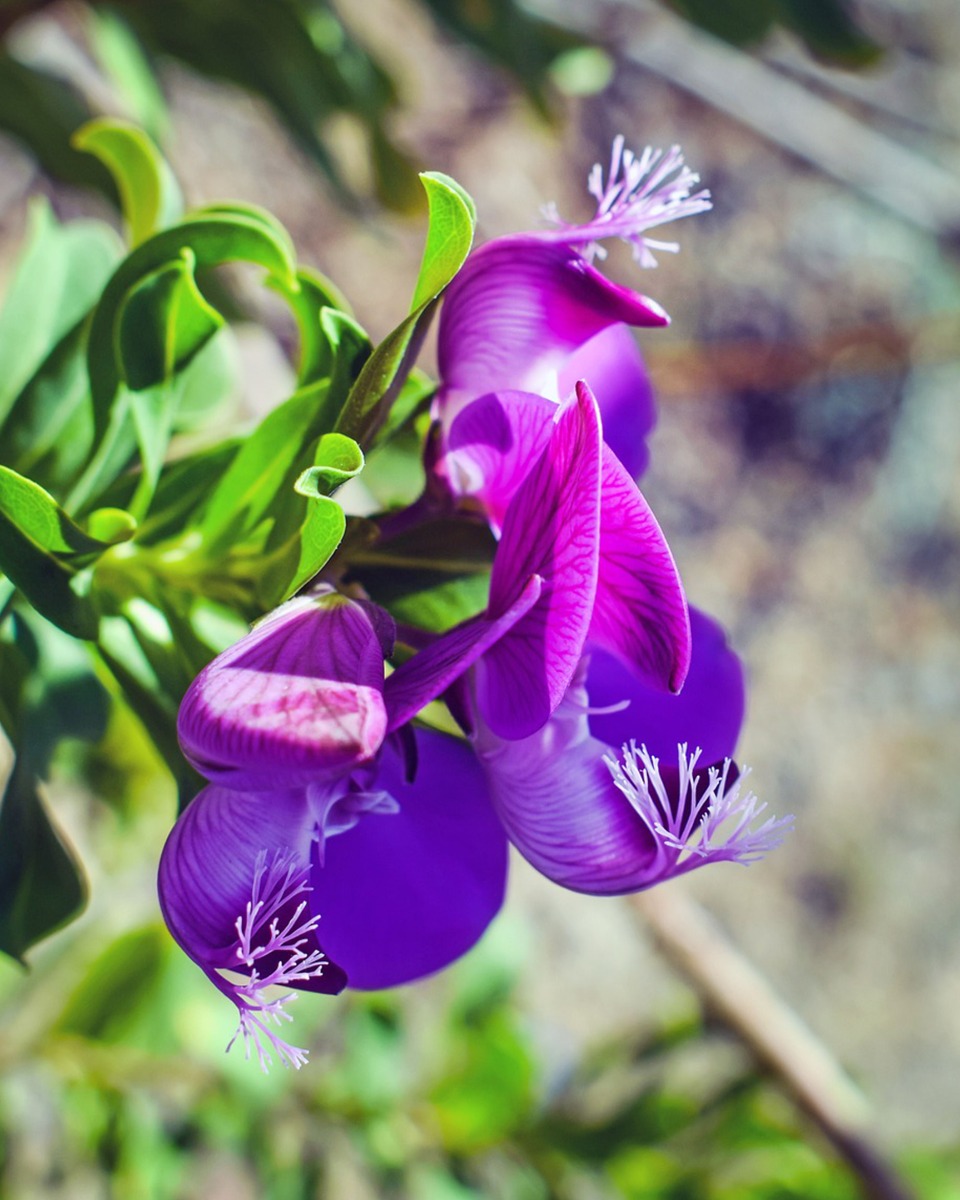 Pflege von Polygala