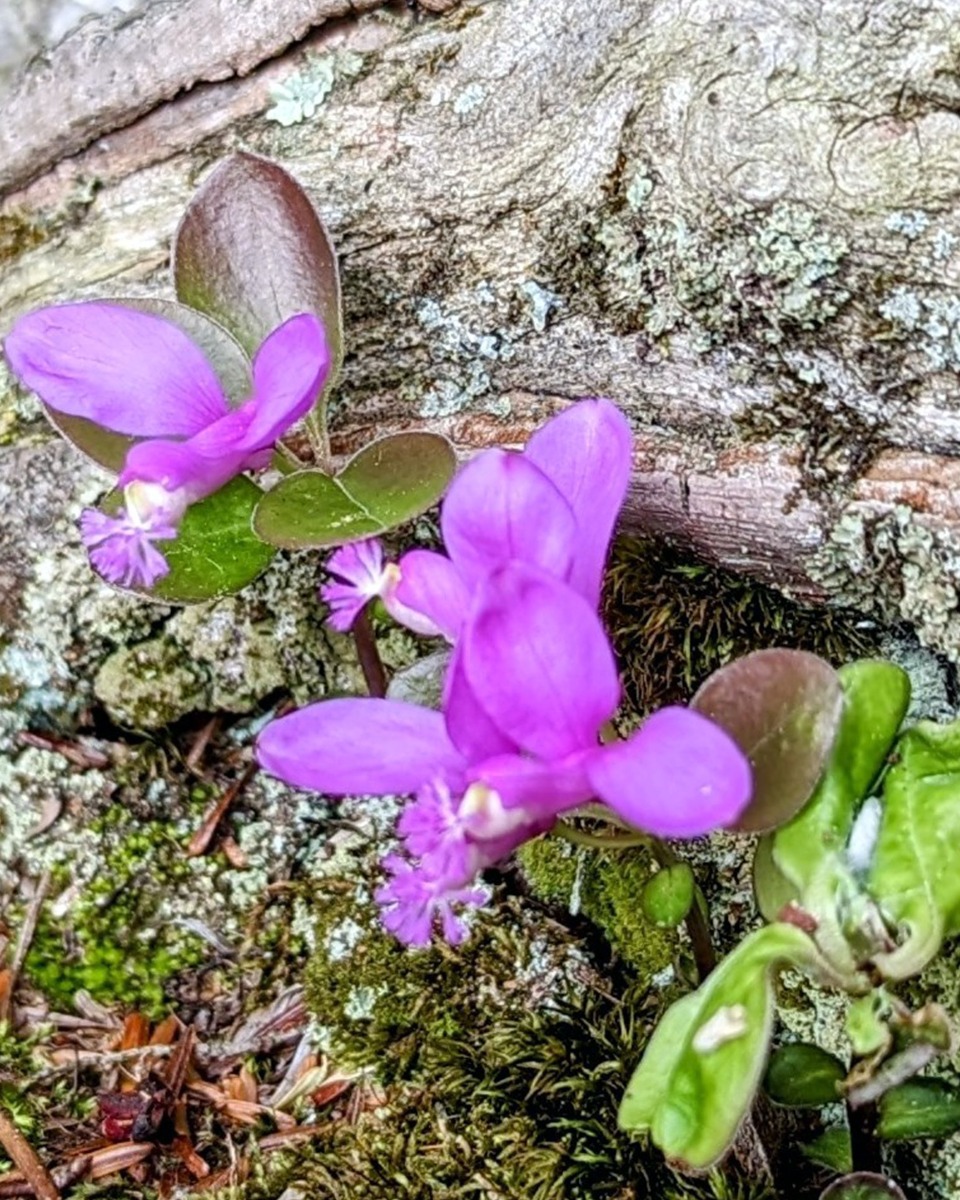 Polygala Pflanzen