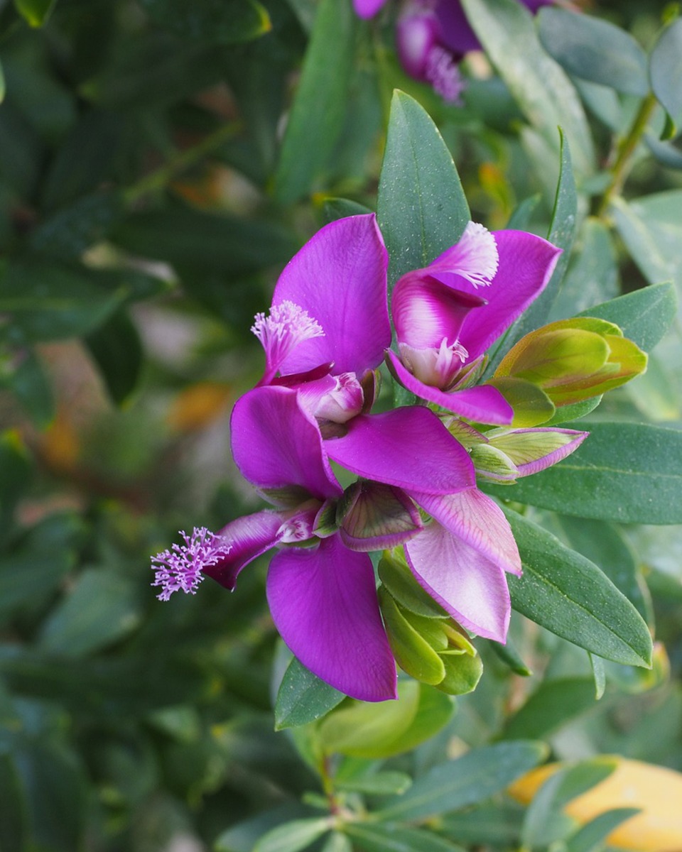 Nahrung für die Polygala