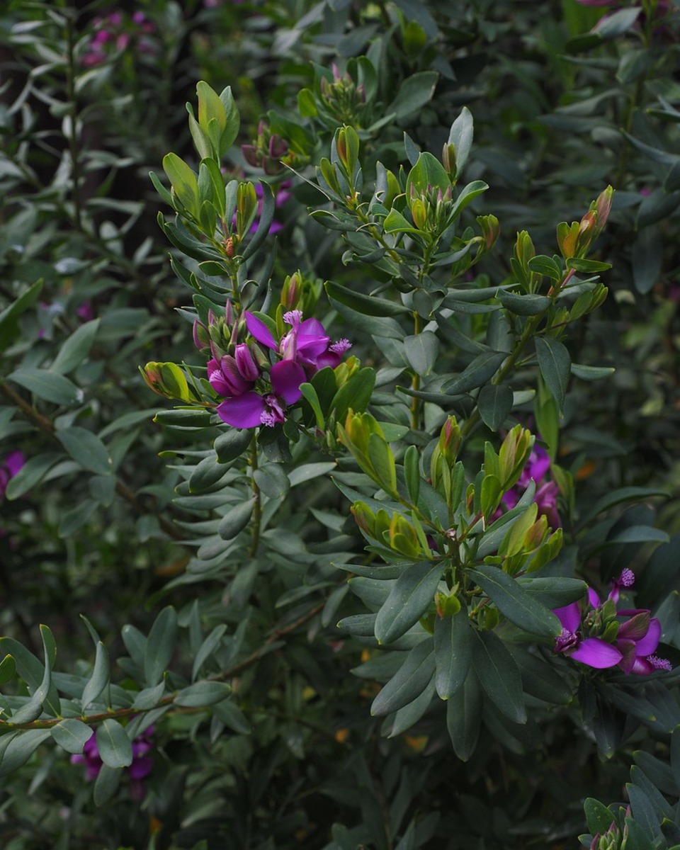 Polygala-Stellplatz