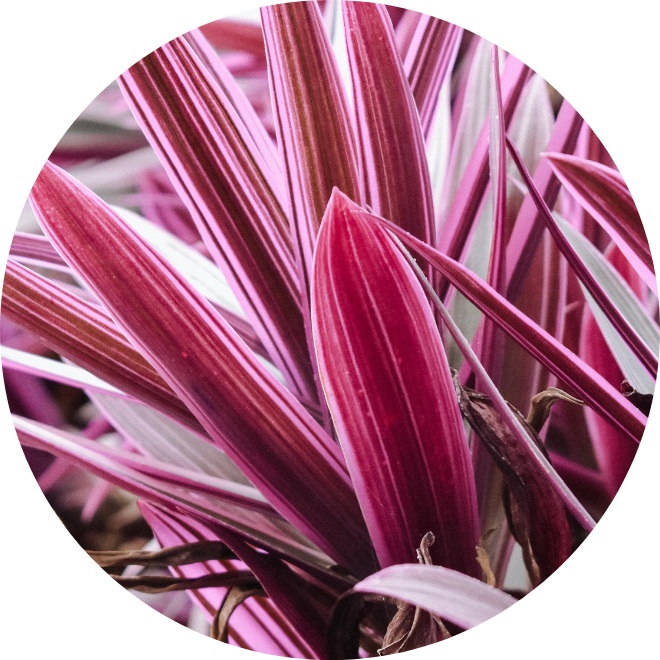 Cordyline kaufen 