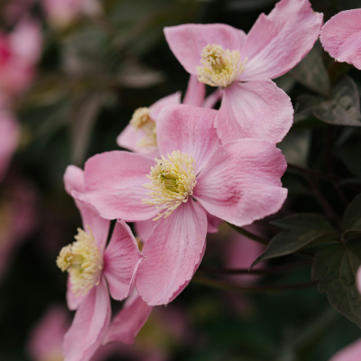 Rosa Gartenpflanzen