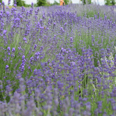 Lila / blaue Gartenpflanzen