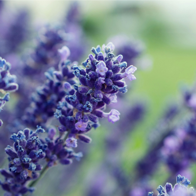 Lavendel 