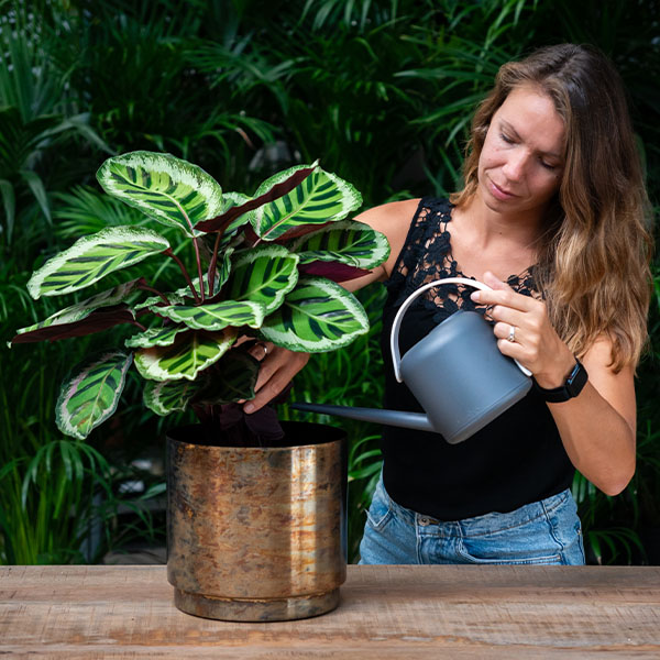 Calathea Pflanzennahrung geben