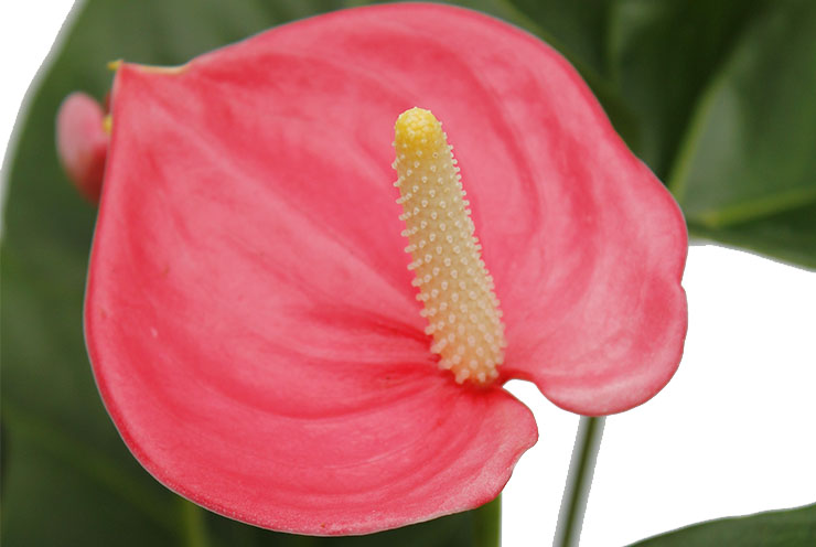 Anthurium (Flamingoblumen) Pflegetipps - 123zimmerpflanzen Informationen und