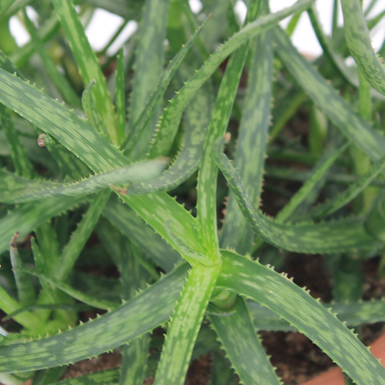 Aloe Vera Pflege - 123zimmerpflanzen