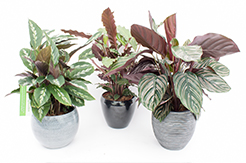 Calathea Pflege (Pfeilwurze)