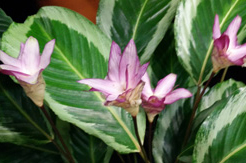 Calathea Pflege (Pfeilwurze)