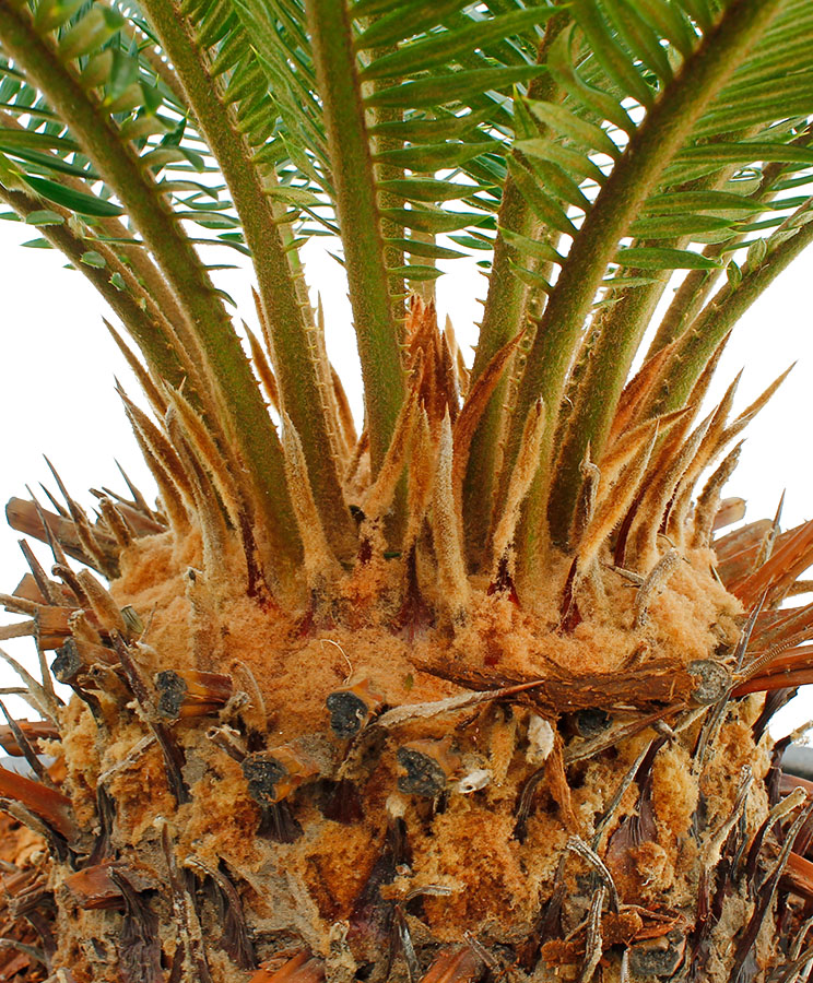 Verwunderlich Cycas Palme Pflege Bild